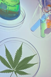Cannabis Bl&uuml;te neben Reagenzglas Forschung